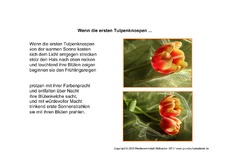 Wenn-die-ersten-Tulpenknospen-1.pdf